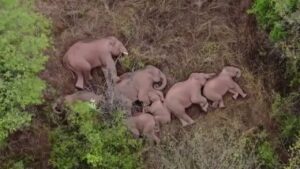 Histórica imagen de un ‘dron’: una manada de elefantes durmiendo tumbados