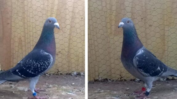 Fotos de las palomas ganadoras.