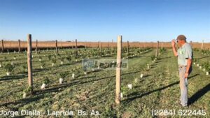 Viñedo en Laprida. "no quiero irme de este mundo sin tomarme mi propio vino"